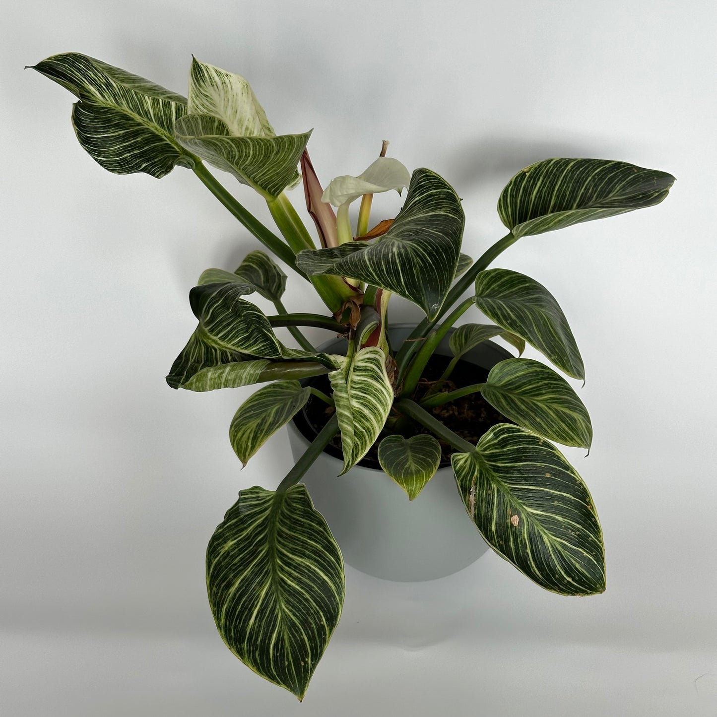 Philodendron Birkin