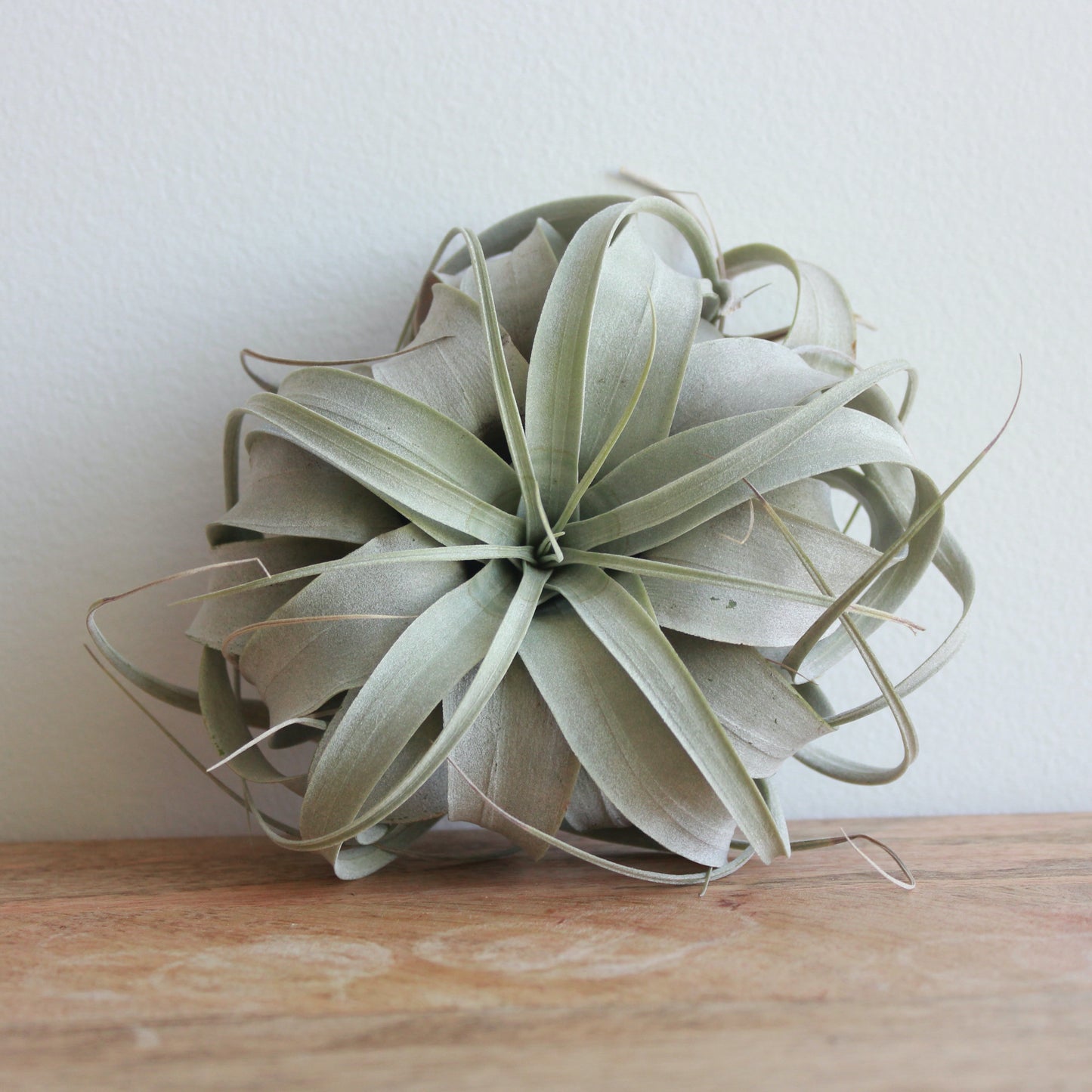 Air Plant (Harrisii)