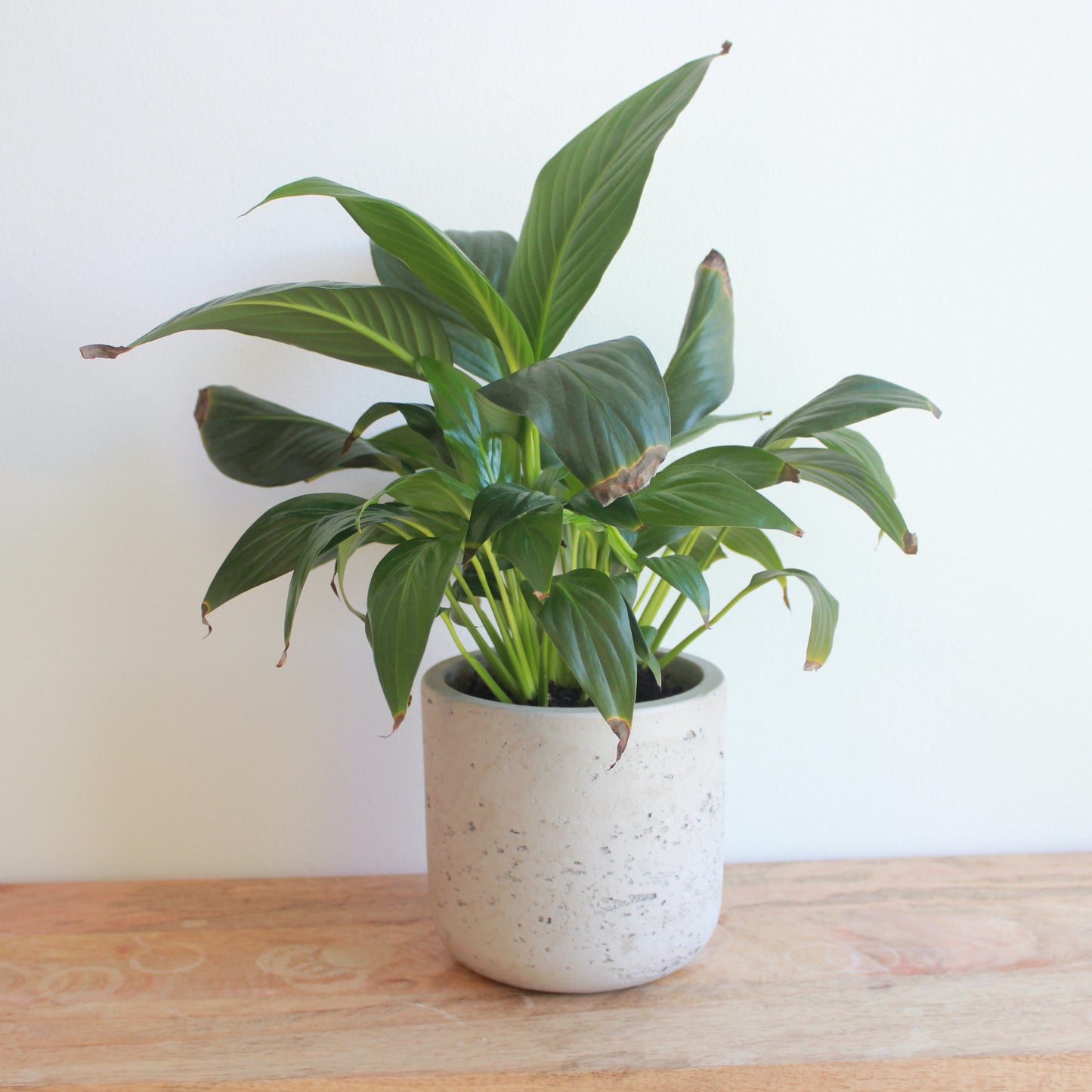 Peace Lilly