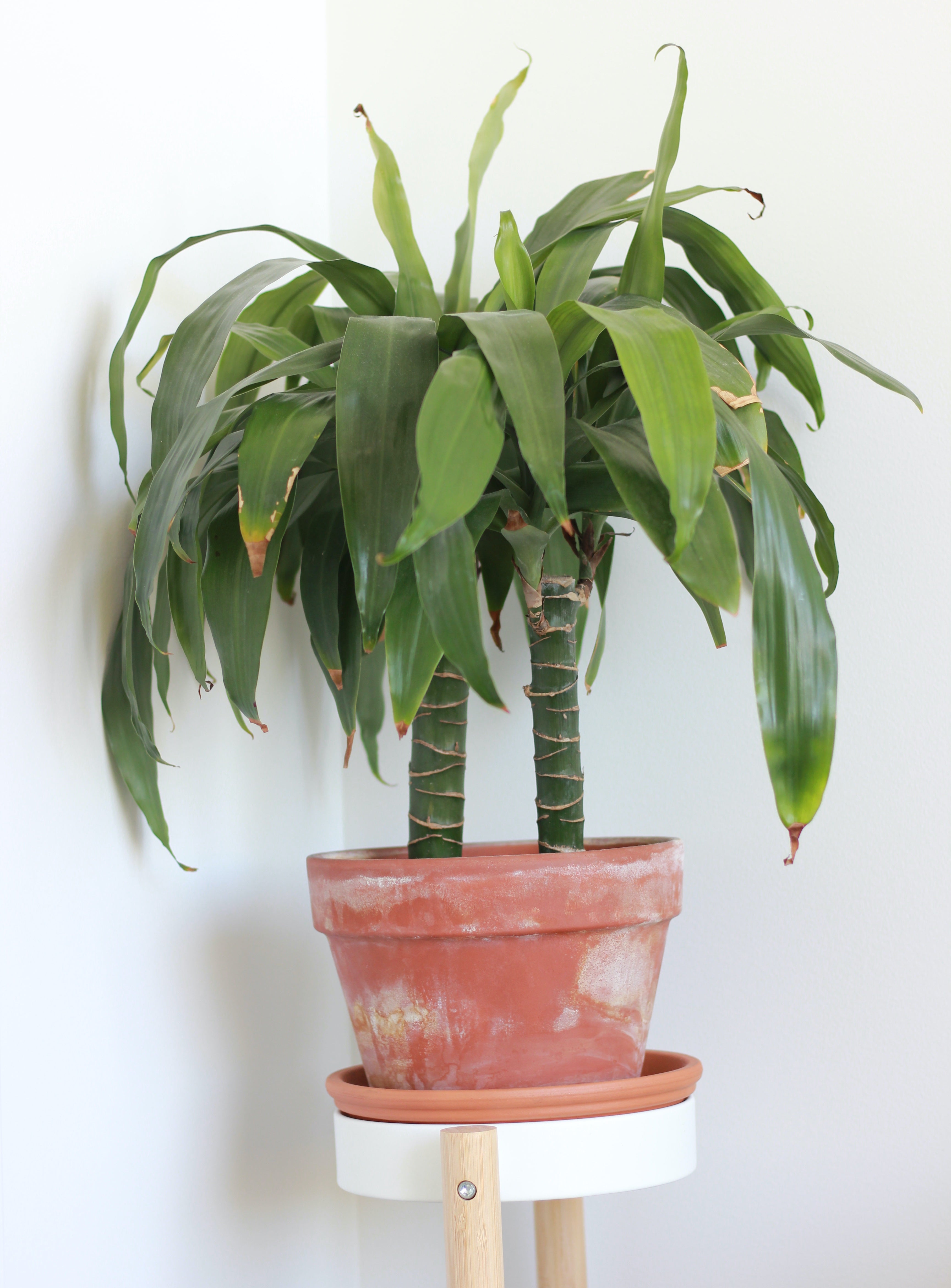 indoor corn stalk plant Cornstalk Dracaena – Geoff's Green House