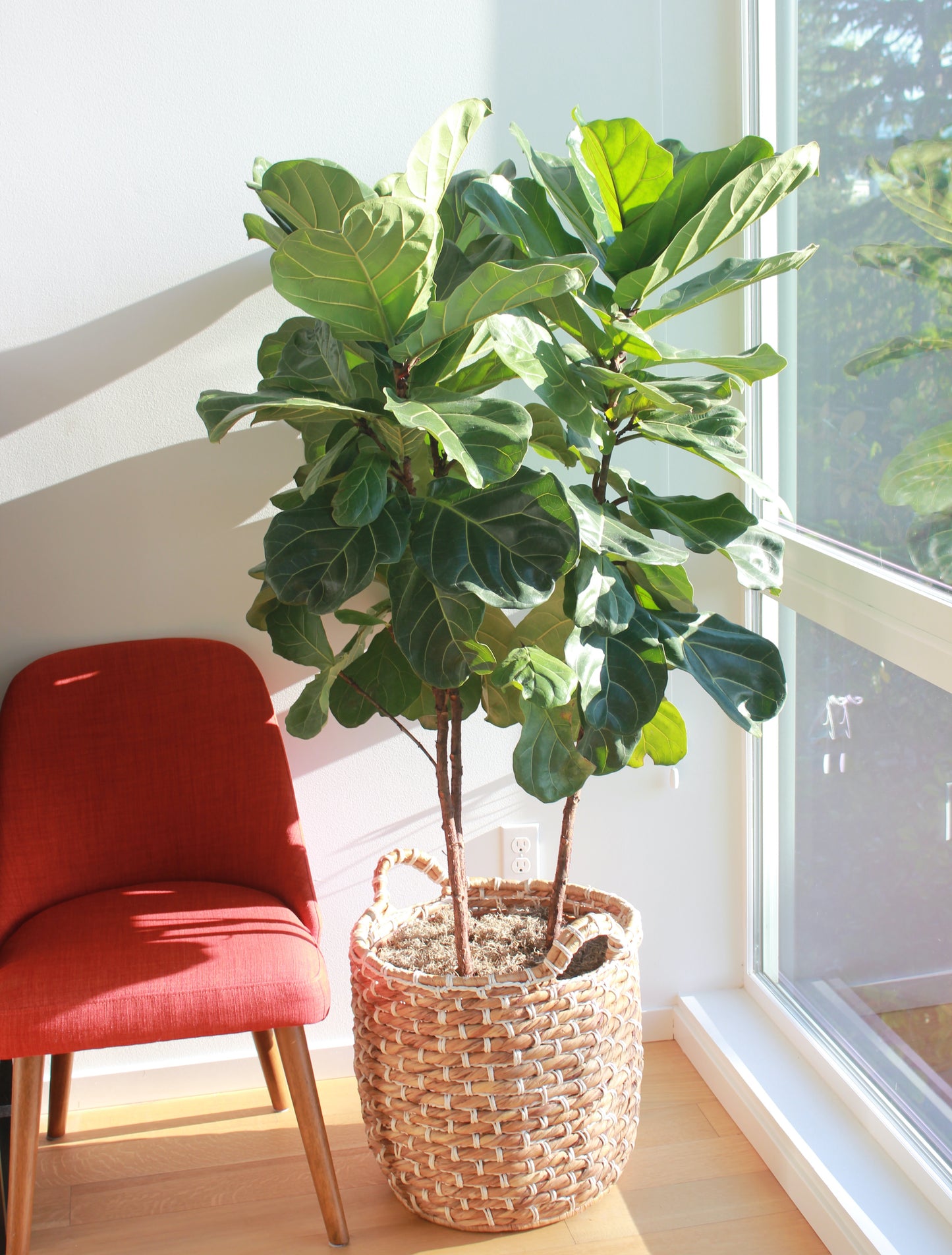 Fiddle Leaf Fig