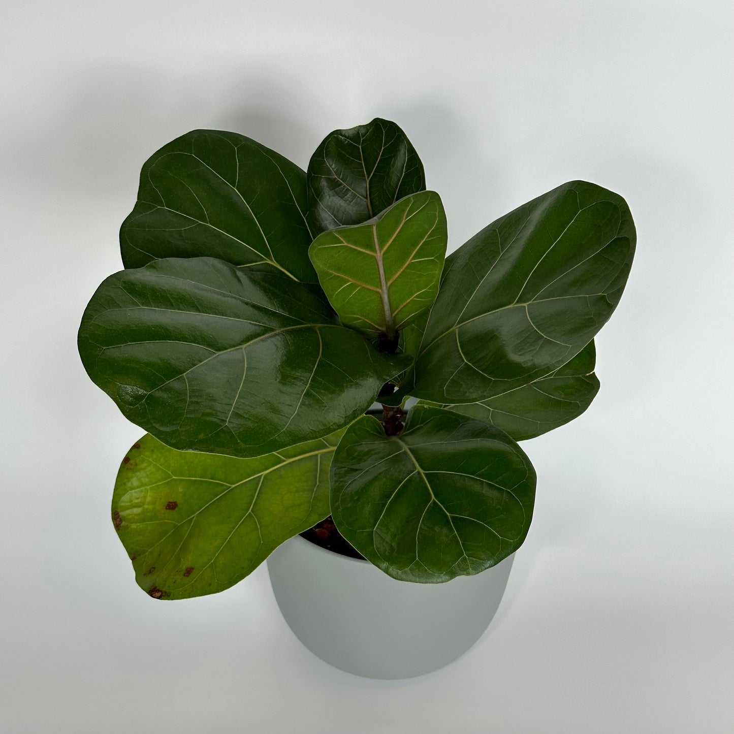 Fiddle Leaf Fig