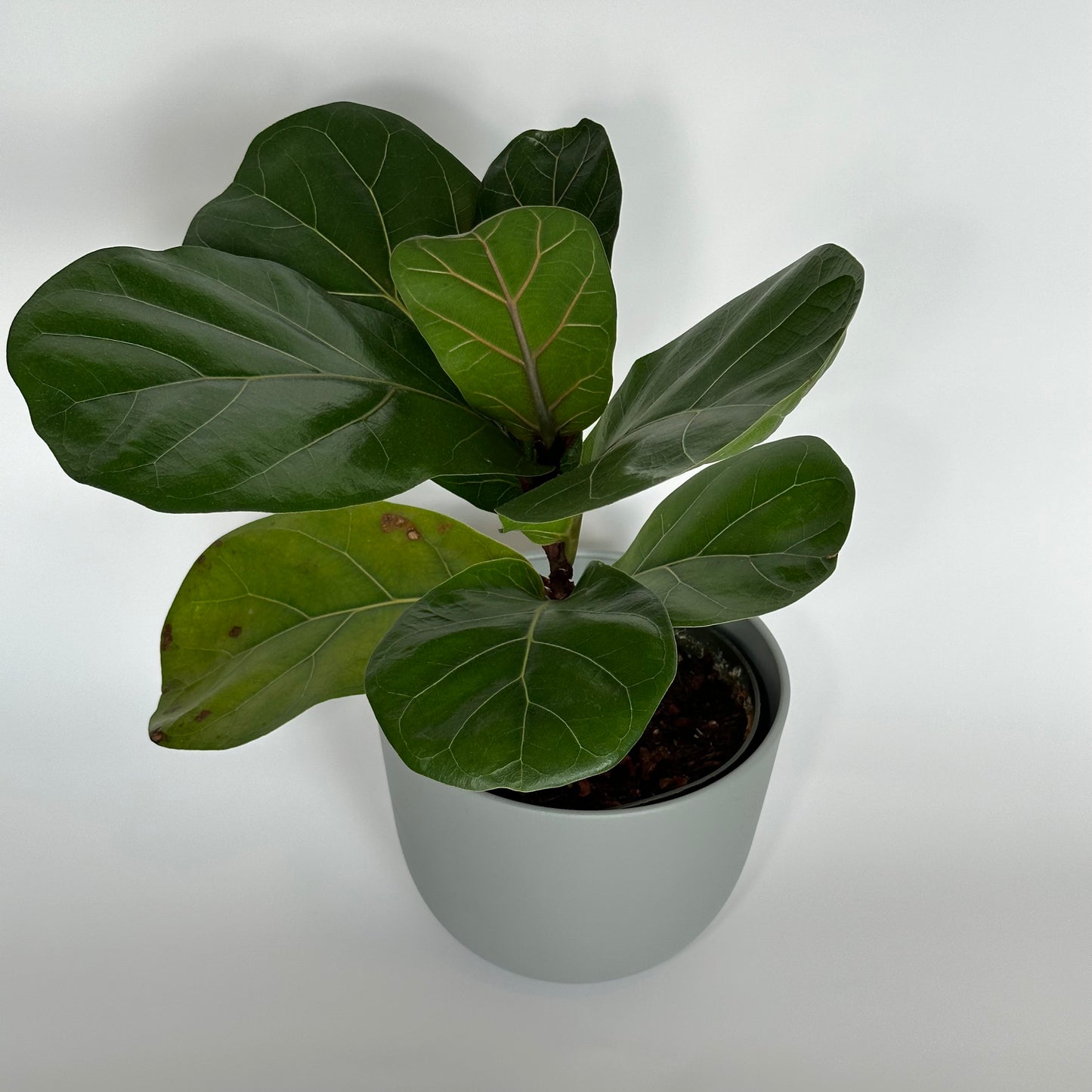 Fiddle Leaf Fig