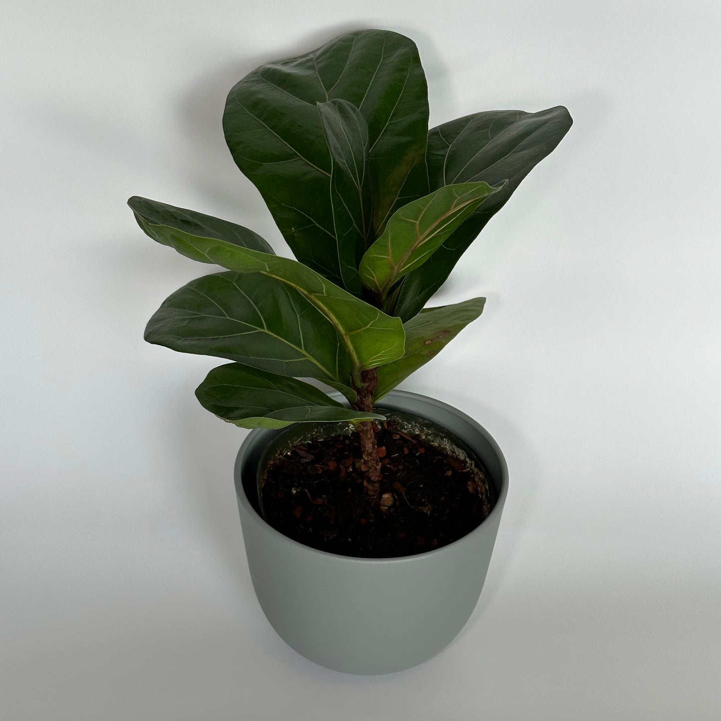 Fiddle Leaf Fig