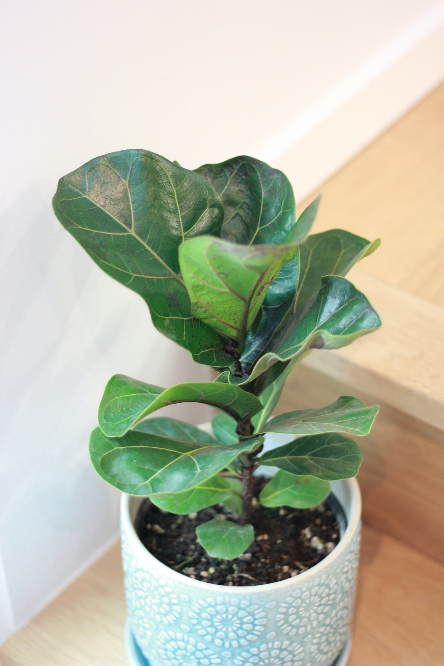 Fiddle Leaf Fig