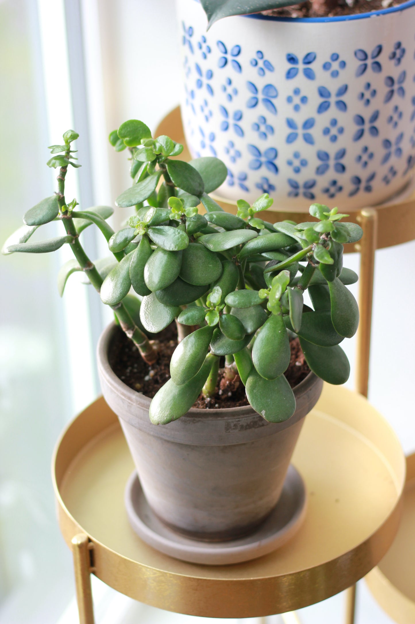 Jade Plant
