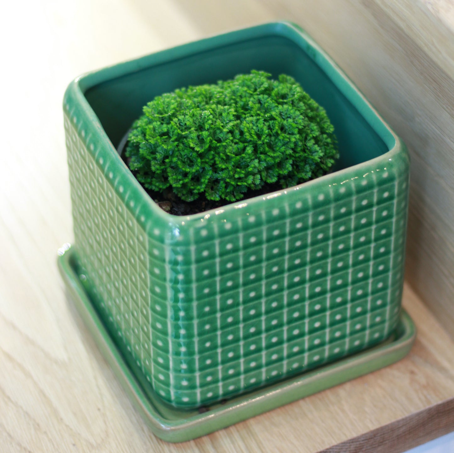Moss Covering