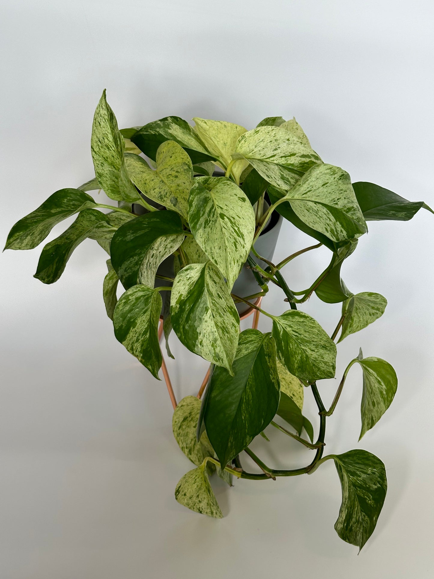 Pothos