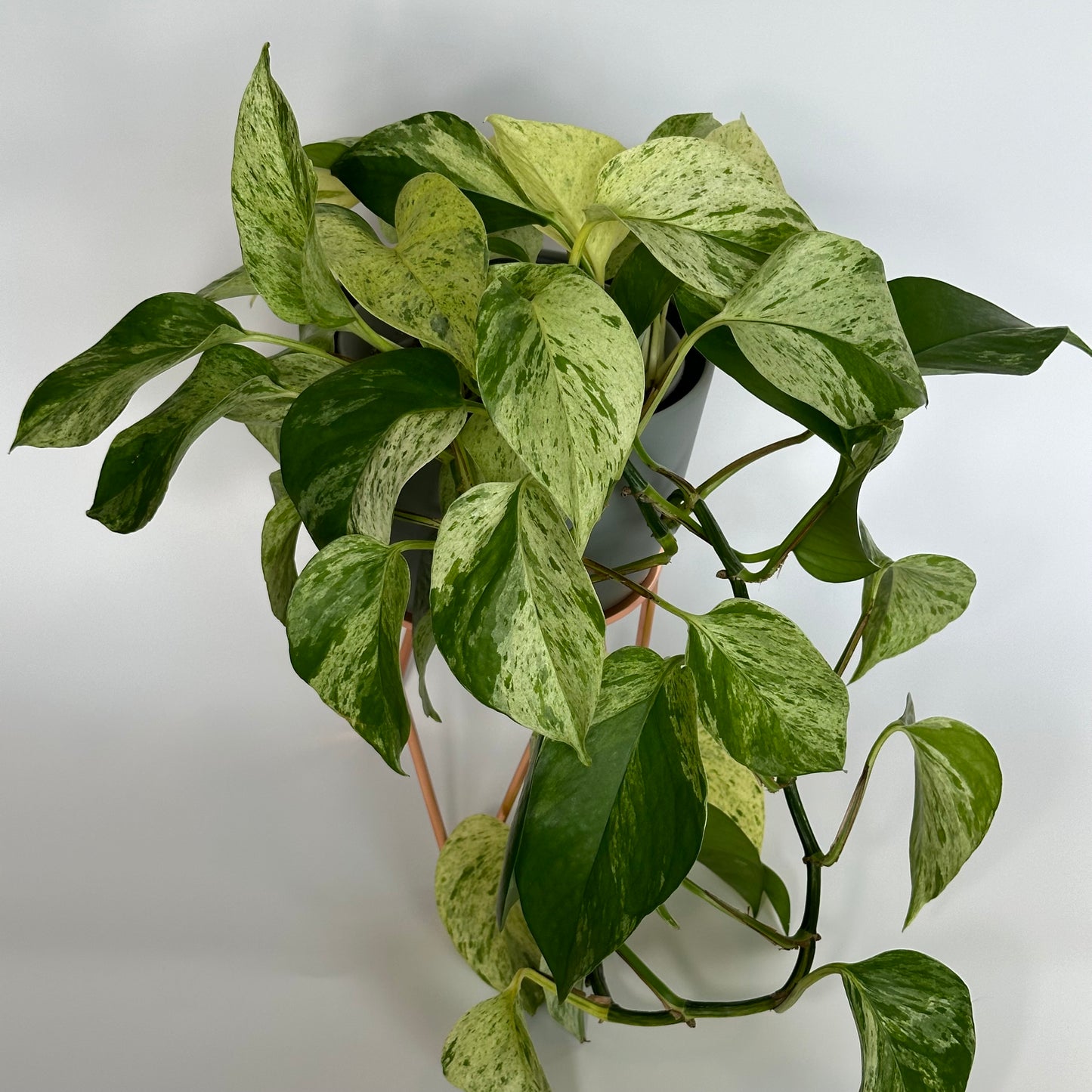 Pothos