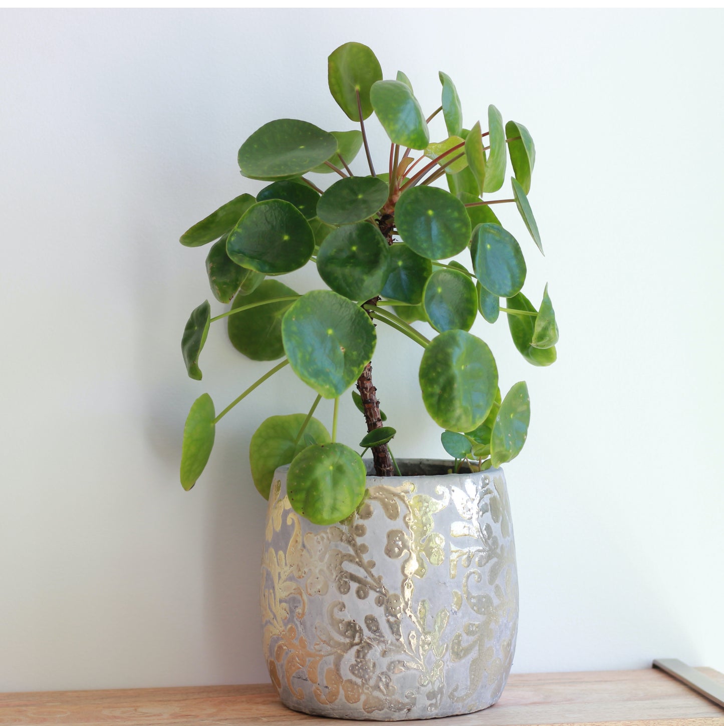 Pilea Peperomioides