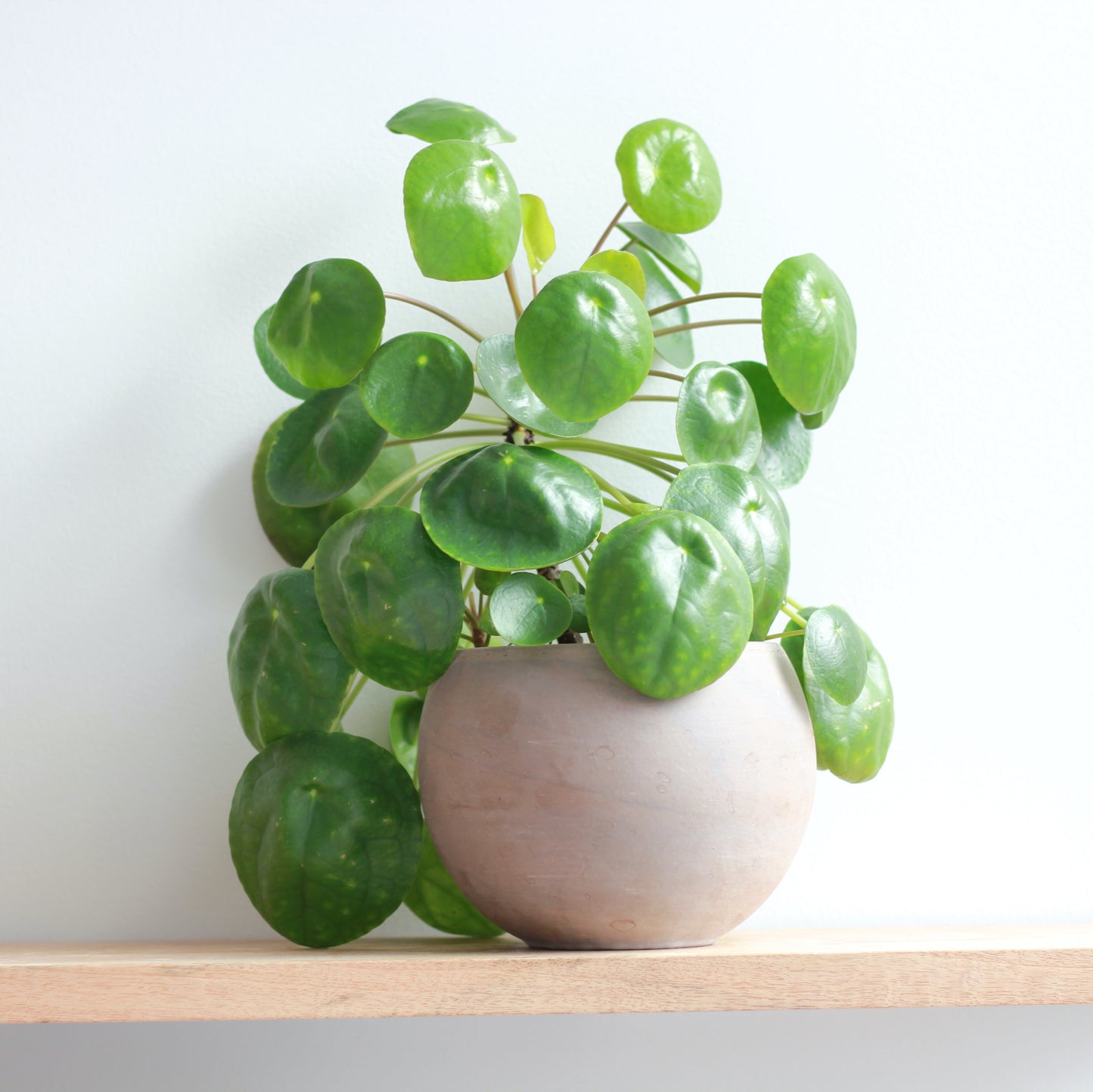 Pilea Peperomioides