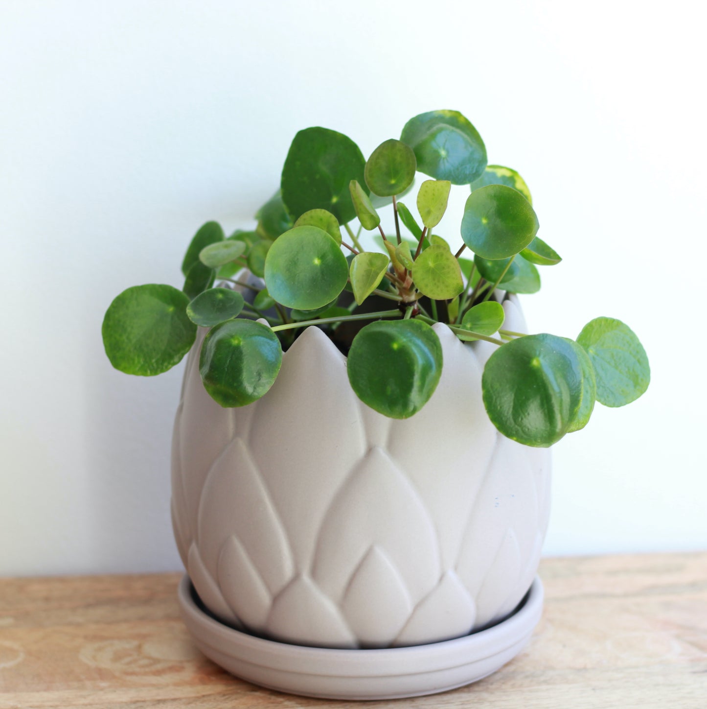 Pilea Peperomioides