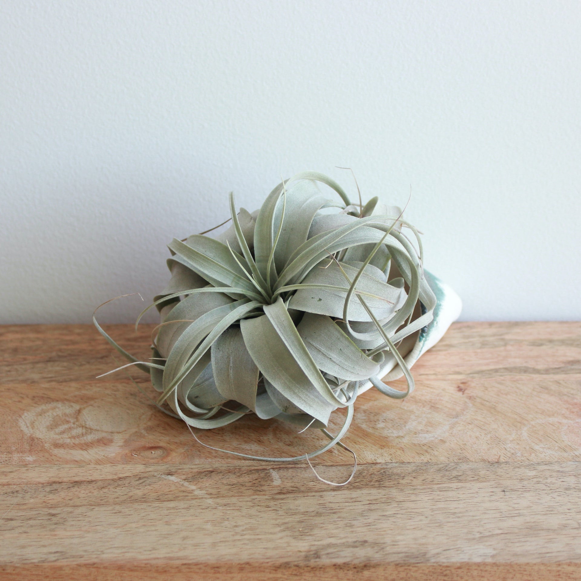 harrisii air plant care Air Plant (Harrisii) – Geoff's Green House