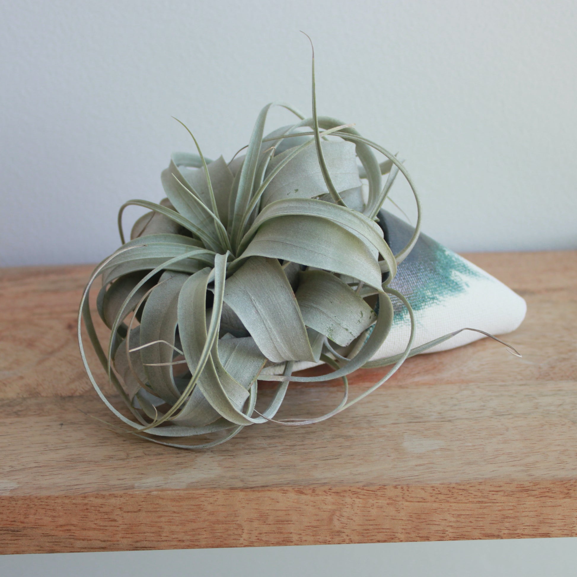 grey air plant Air Plant (Harrisii) – Geoff's Green House