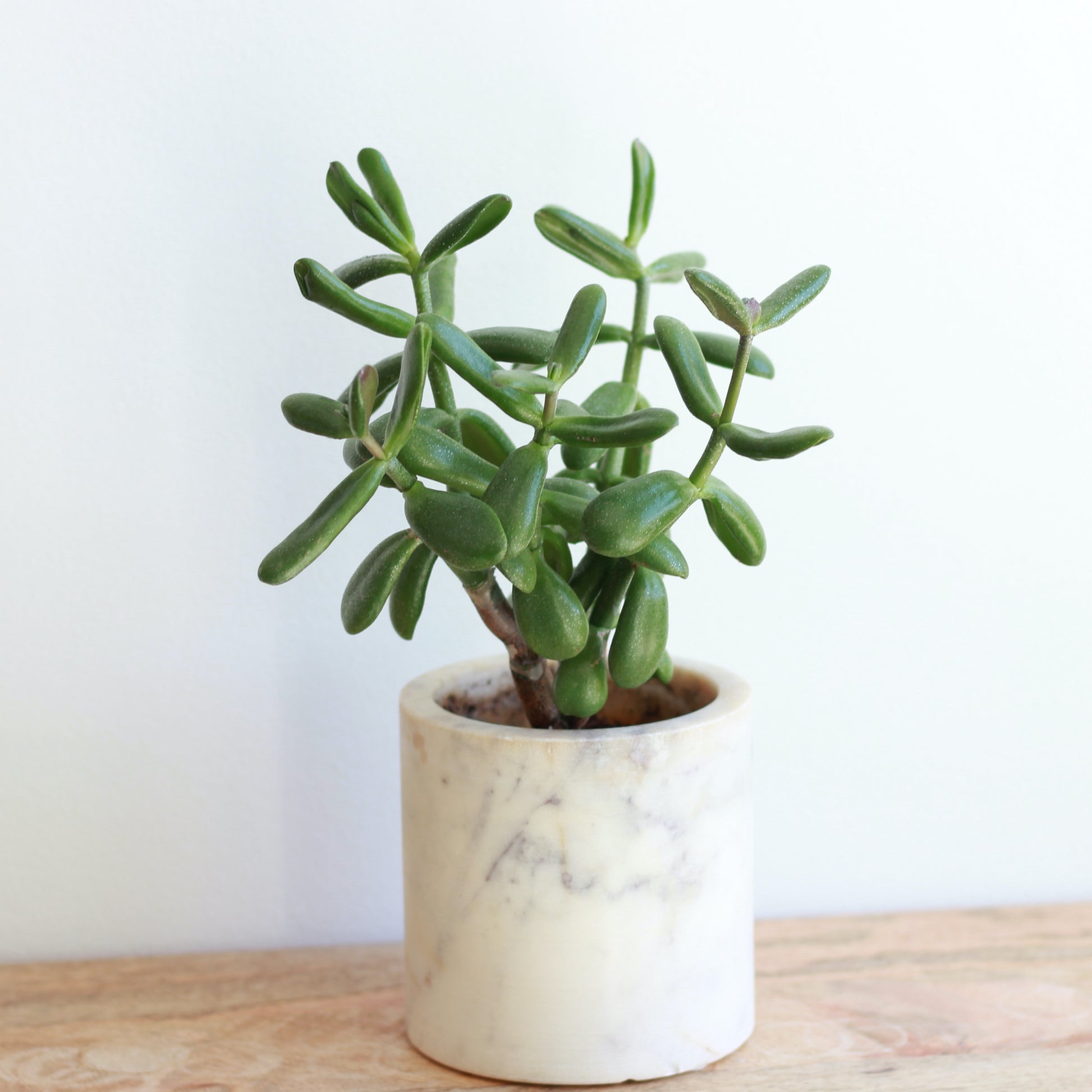 green and white jade plant Jade Plant – Geoff's Green House